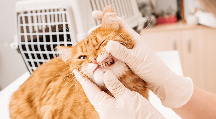 pet teeth cleaning services
