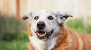 Hospice care and euthanasia for pets